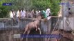 A deer died in Theni - Oneindia Tamil