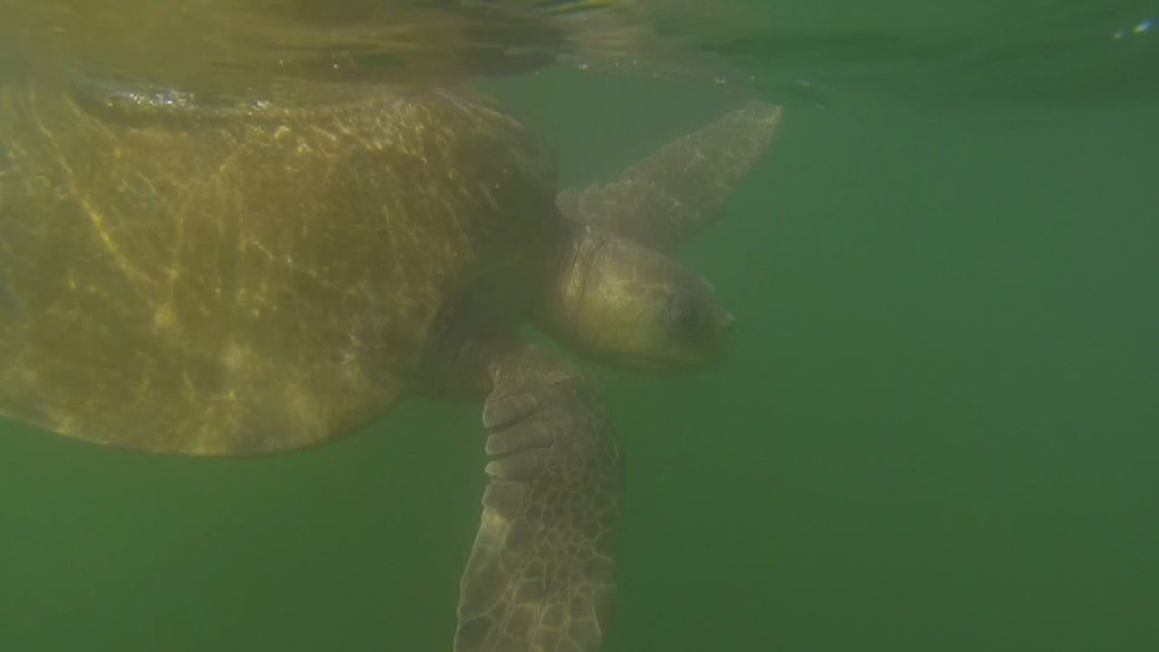 Tortugas marinas, el principal atractivo de la nueva ruta turística en Nicaragua