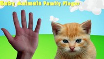 NEW Finger Family Song with REAL Farm Animals - Baby Songs Nursery Rhymes for kids