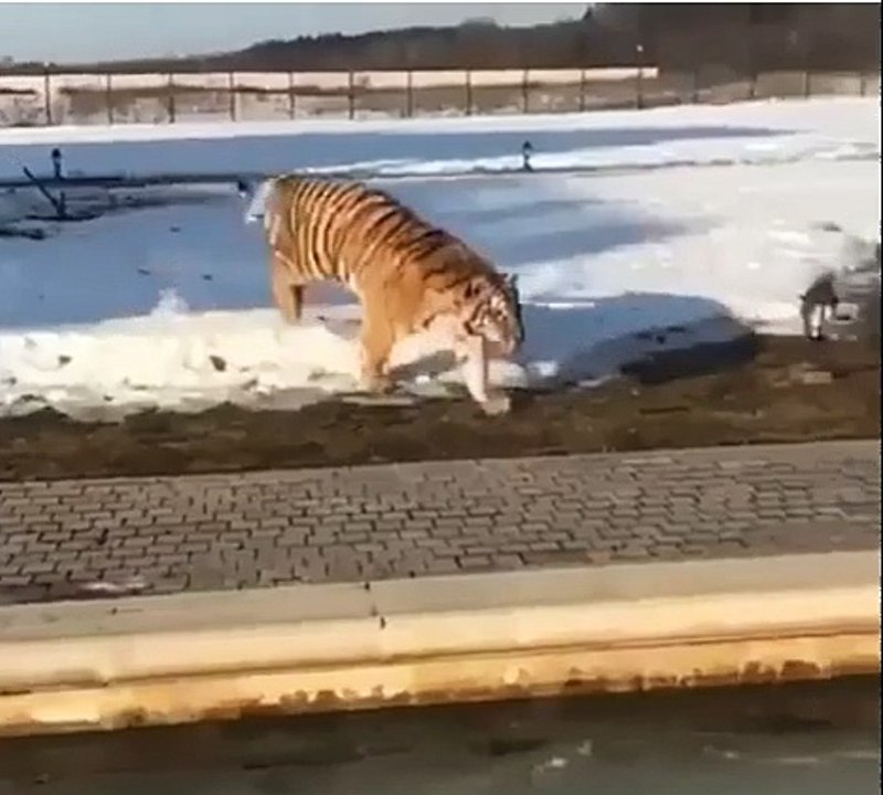 TRENDING Tiger sex with a Dog in the snow