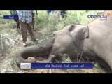 A 16 year old Elephant died in Theni District
