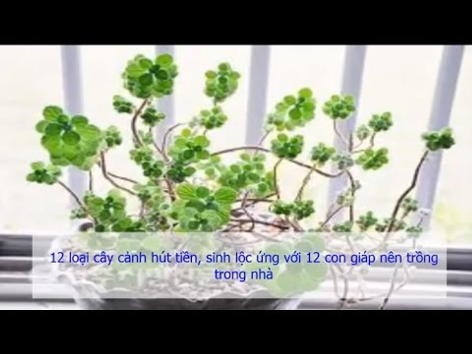 Những loại cây cảnh hút tiền, sinh lộc ứng với 12 con giáp nên trồng trong nhà