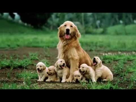 Hướng dẫn chăm sóc chó mẹ sau khi sinh đẻ Chăm sóc chó mẹ sau khi sinh