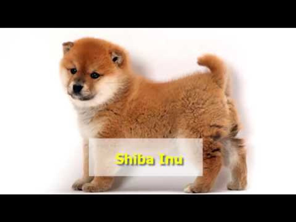 ĐUÔI CỦA AKITA INU  và Shiba Inu Nhiều người vẫn thắc mắc và nhầm lẫn