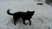 Dog playing ball by himself in snow | German Shepherd Dog Playing Ball funny video