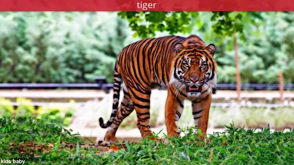 Compilation Animals Names And Sounds for Children | English Class Animal