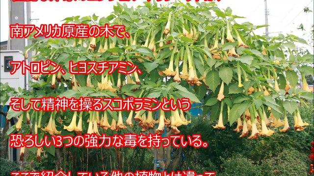 【閲覧注意】超危険生物 絶対に遭遇したくないマジでヤバイ毒を持つ危険な動物・生物！【衝撃】