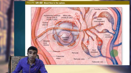 The Spleen (Lymphatic Tissue 3/5)