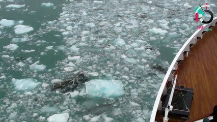 AMAZING Massive Icebergs Caught on Camera   BEST Massive Icebergs Compilation ✔P46