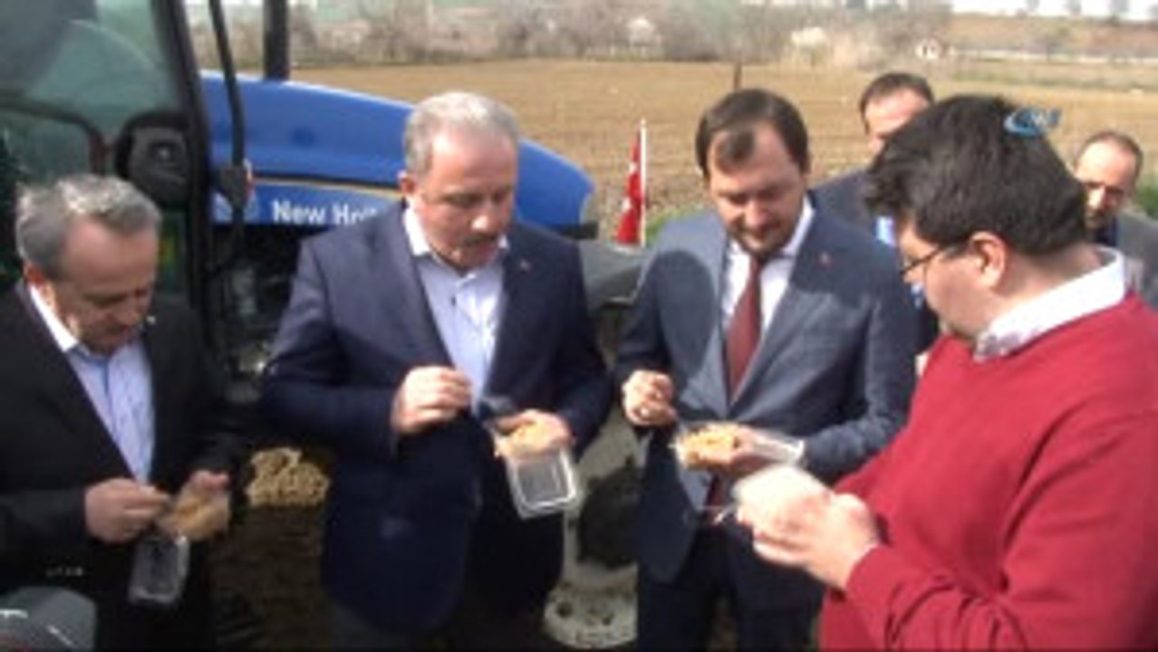 Sezonun İlk Kinoa Ekimi Tekirdağ'da Gerçekleştirildi
