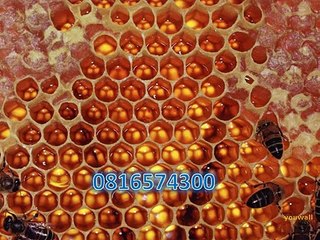 0816574300 (Indosat ) Distributor Madu Anak Tanah Datar