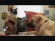 Funny clips smile because of the dog with the cat