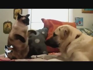 Funny clips smile because of the dog with the cat