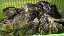 How Japanese eat oysters