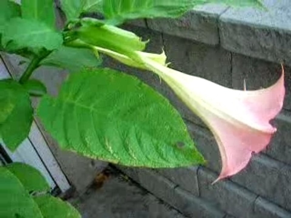 Trompette