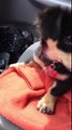 Puppy Wants to Sit on Mama's Lap in the Car, but When She Tells Him 'No'? SO CUTE!