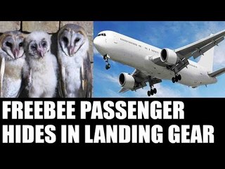 Owl found alive hiding  in landing gear of Aircraft : Oneindia News