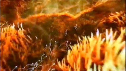 Le miracle de la réincarnation