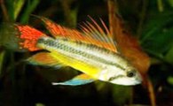 Beutiful cockatoo cichlid aquarium fish species profile. Watch video !!!