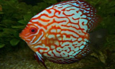 Beautiful Discus fish species profile. Watch video !!!