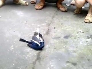 Clip Chọi Chim Chích Chòe Hấp Dẫn Nhất Hành Tinh- Fighting Birds