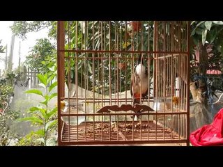 Chào mào hót hay Việt nam Full