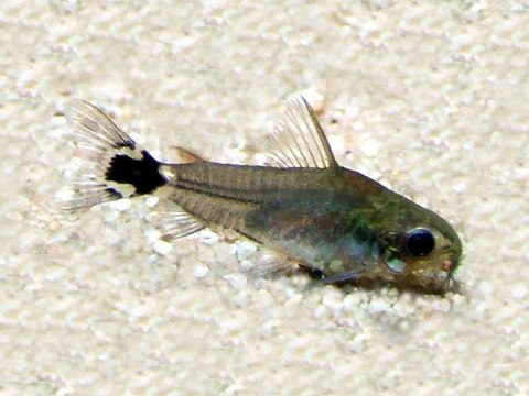 Beautiful Dwarf corydoras aquarium fish species profile. Watch video !!!l