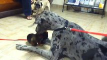 Great Dane at vet