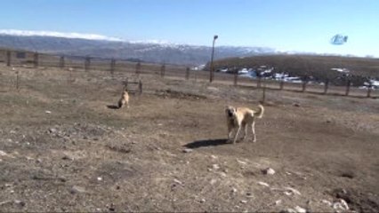 Zengin Arapların Satın Alamadığı Tek Hayvan: Sivas Kangalı