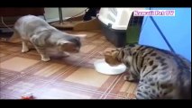 「おもしろ猫」可愛くておもしろ猫ハプニング動画集 2016・思わずに笑っちゃう猫の動画 ＃6