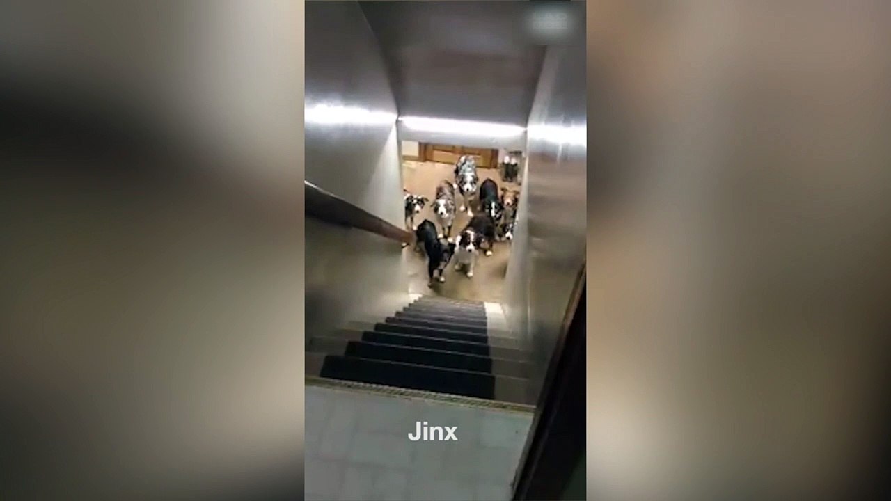 Des chiens vraiment bien dressés. Incroyable