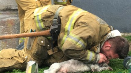İtfaiye Görevlisi, Suni Teneffüsle Köpeği Hayata Döndürdü