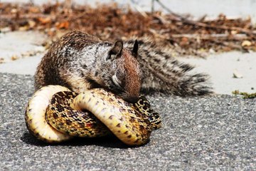 ESQUILO VS SERPENTE, COBRA VS ESQUILO, ESQUILO PARTE PRA CIMA DA SERPENTE, A VEZ DA PRESA