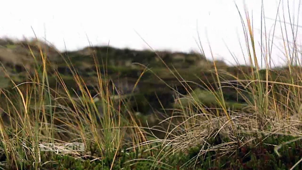 Moin, Moin - Kurzporträt der Insel Sylt | DW Deutsch