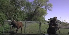 Police Officer Escapes From Path of Charging Wayward Cow