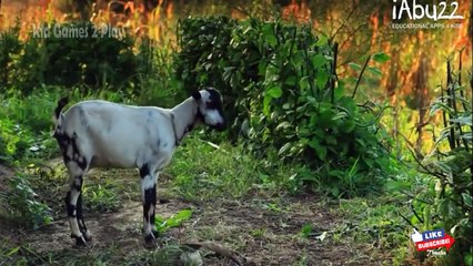 Baby Learn About Sea Animals | Animal Puzzles & Real Video Of The Animals | Educational Ga