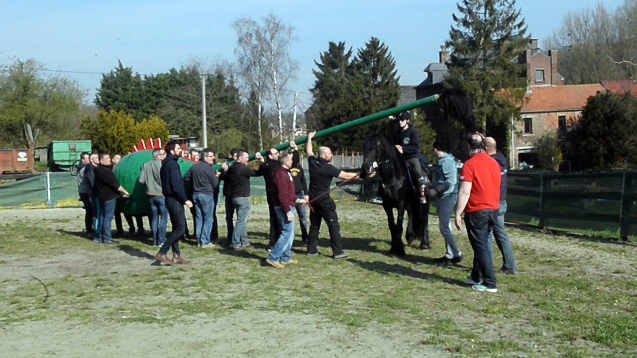 Ducasse de Mons 2017 : Le nouveau cheval, Condé, a rencontré le Dragon . Vidéo Eric Ghislain