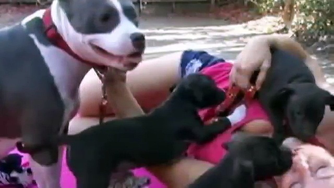 出産後に捨てられ攻撃的になってしまった母犬。取り戻した子犬をと再会させた瞬間･･･【泣ける話】