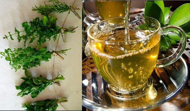 ESSA FOLHA EMAGRECE REGULA OS HORMONIOS PREVINE CANCER E DIABETES