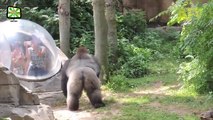 Zoo Animal Attacks ★ Animals That Don't Know What Glass Is! (HD) [Epic Laughs] http://BestDramaTv.Net