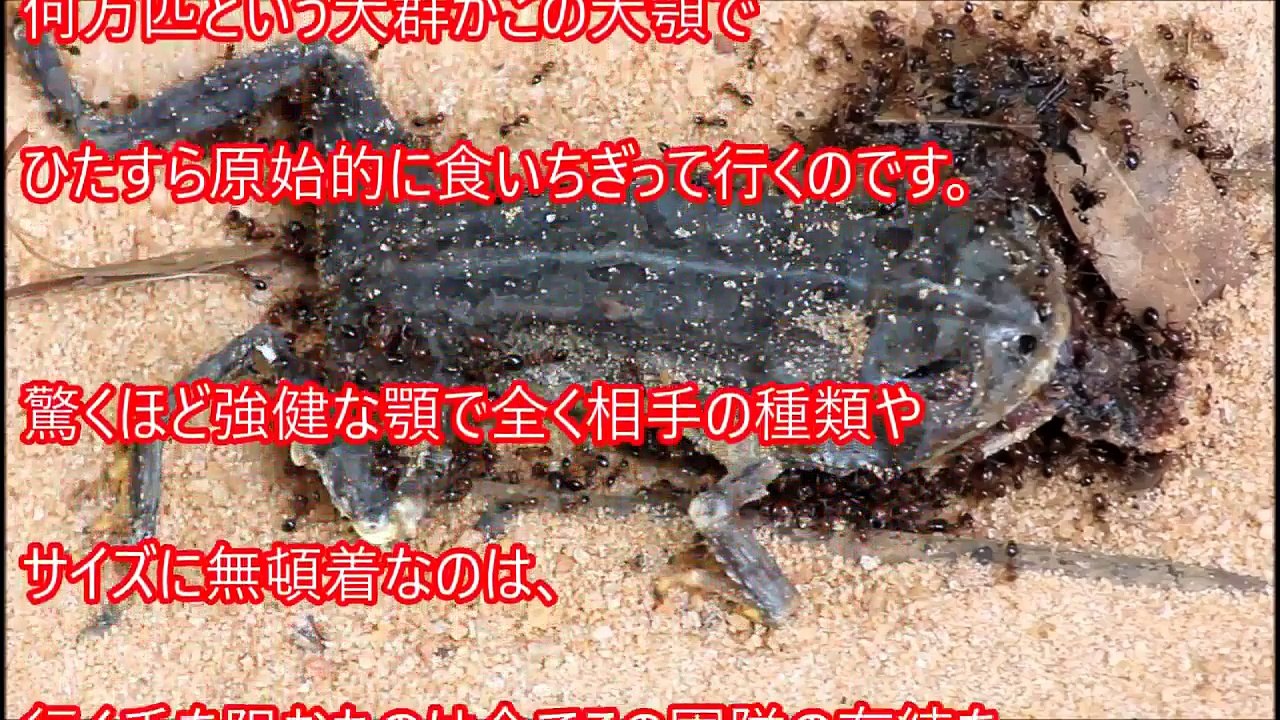 【閲覧注意】世界で最も危険な恐ろしい虫8選 地球上に存在する遭遇したらマジでヤバすぎる虫たち【危険生物】嘘のような本当の…
