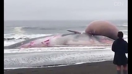 Huge whale found on beach with colossal swelling on its head