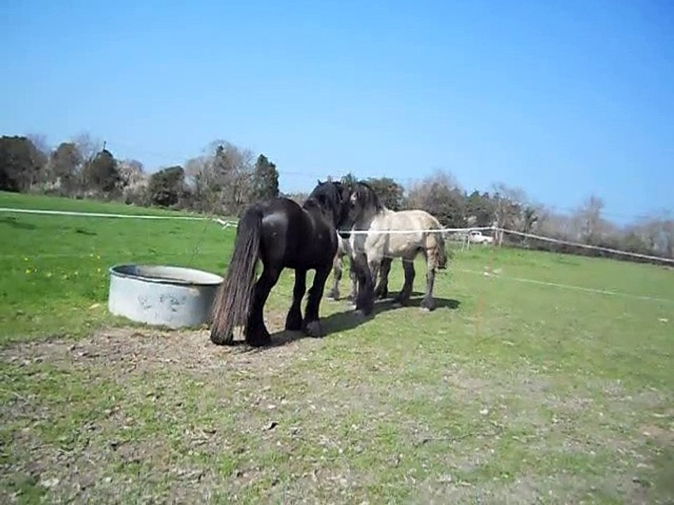 Trait poitevin Douglas Présentation