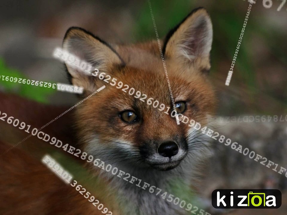 KIZOA-Movie-Maker-0ch458he