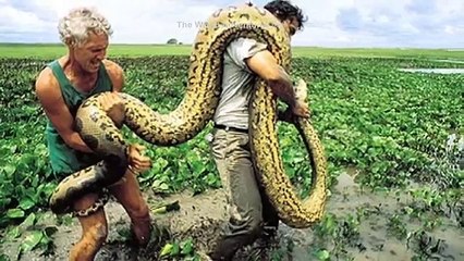 दुनिया के 5 सबसे बड़े जानवर Biggest animal in the world in hindi