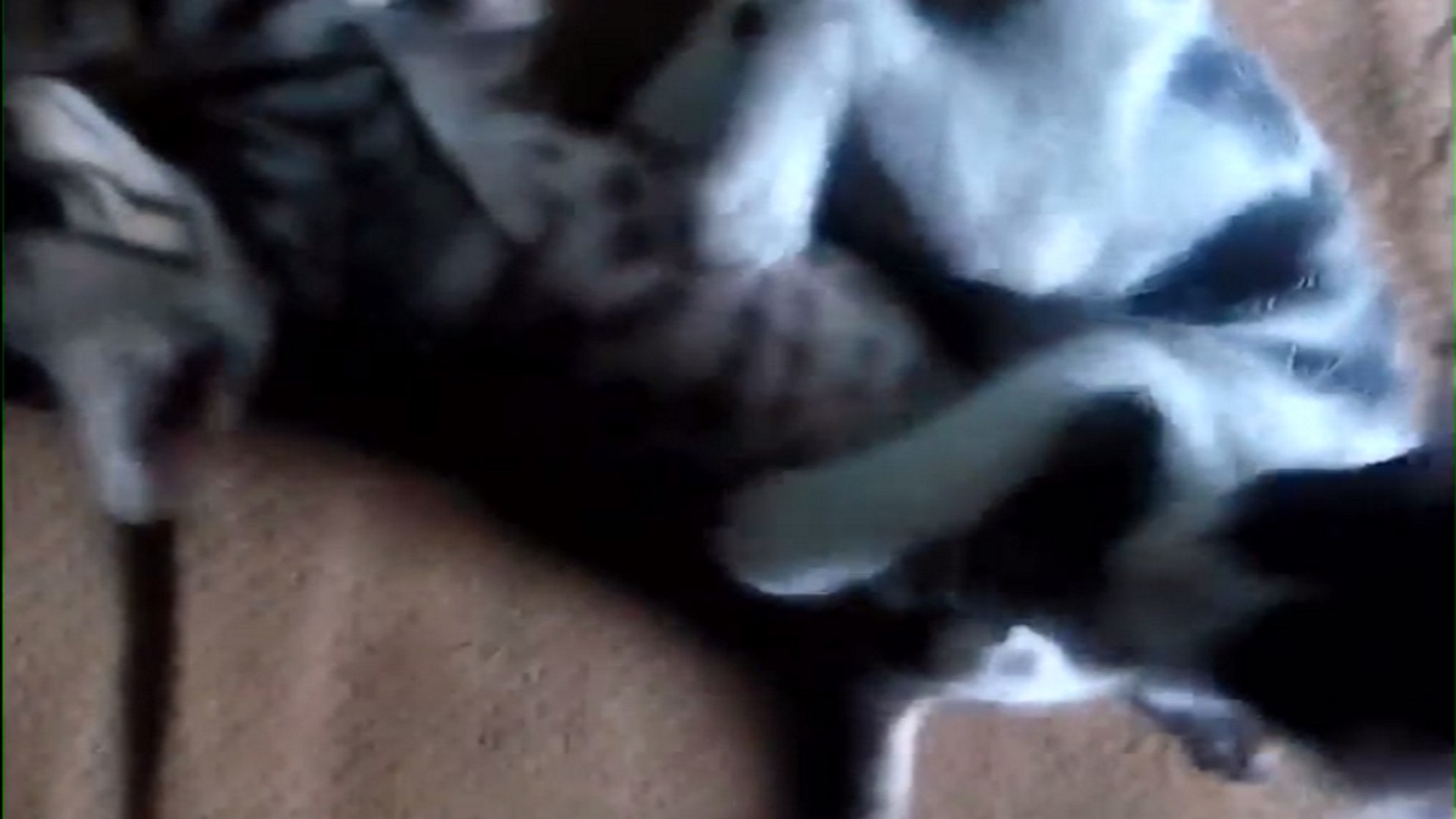 ⁣Naughty Kittens playing Part-3 !! Sweet Cats !! Friendly Pets