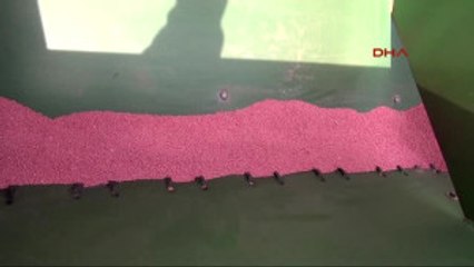 Tekirdağ Yılın Ilk 'Kinoa' Ekimini AK Parti'li Şentop Yaptı