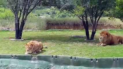 Leon da un gran salto para intentar volar la cerca con la finalidad de atacar a estas personas