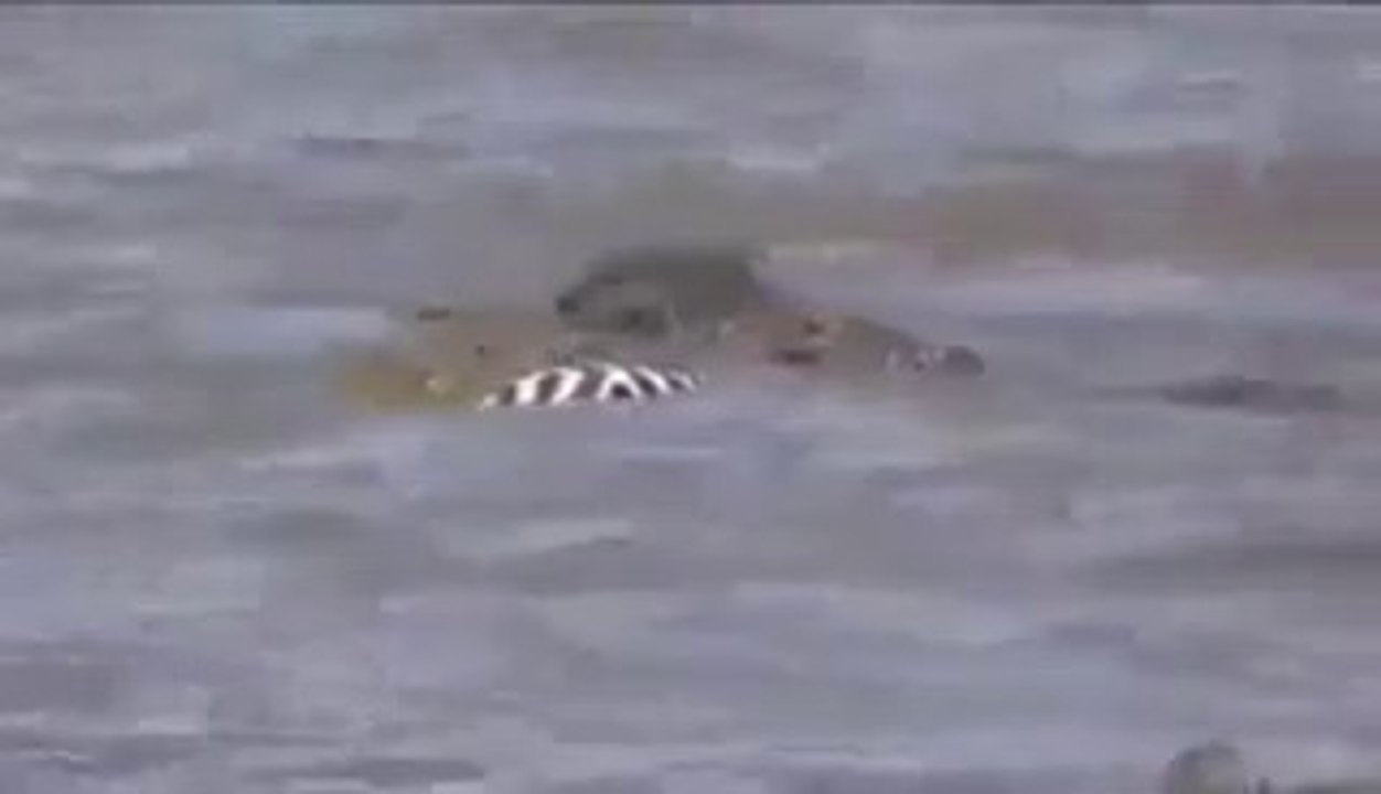 Crocodile attacks and Kills zebra_ Buffalo_elephant