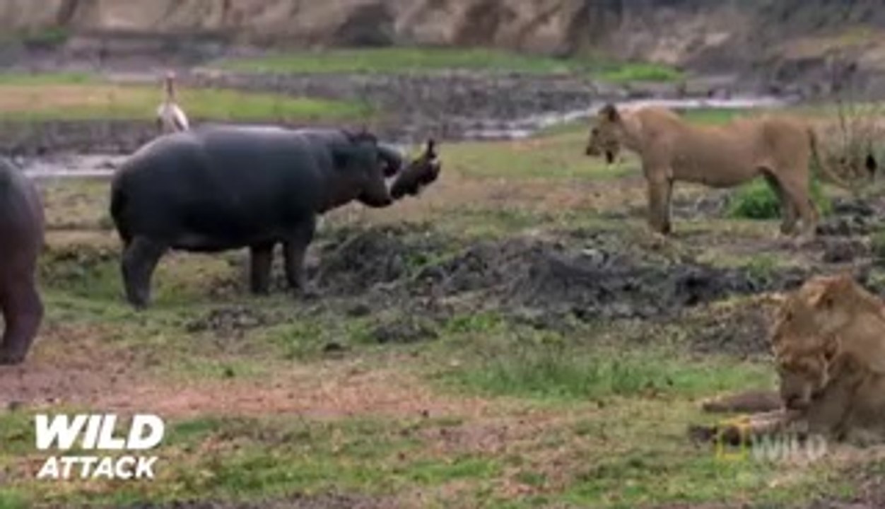 Lion vs Hippo - Lion's Jaw is Breaking Off